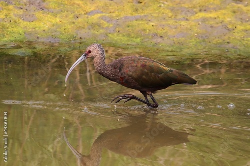 White-faced Ibis (Plegadis chihi) photo