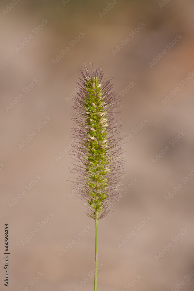 Spike grass with seeds
