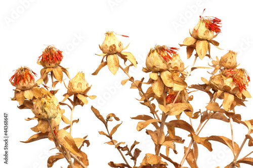 Valokuva safflower as a background