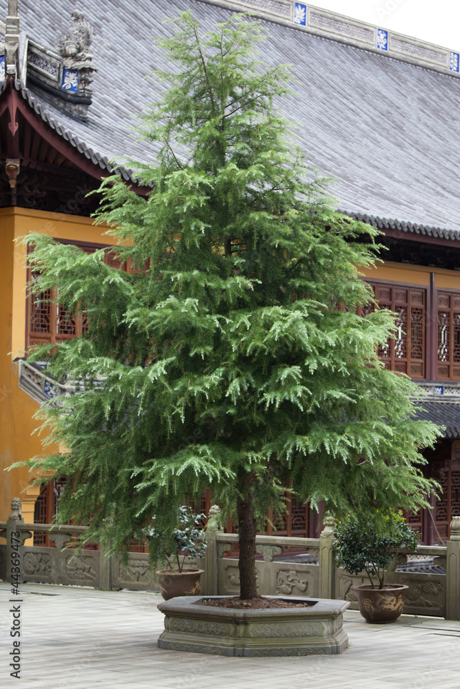 Fototapeta premium Tempel auf Zhoushan