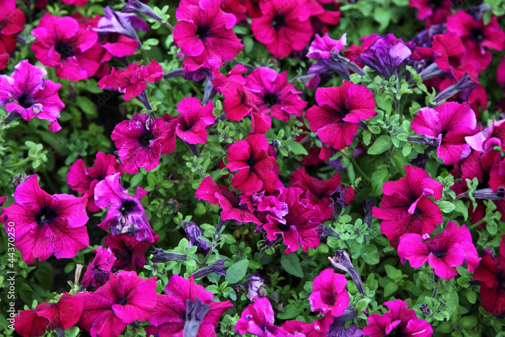 Blooming pink petunia Blooming pink petunia