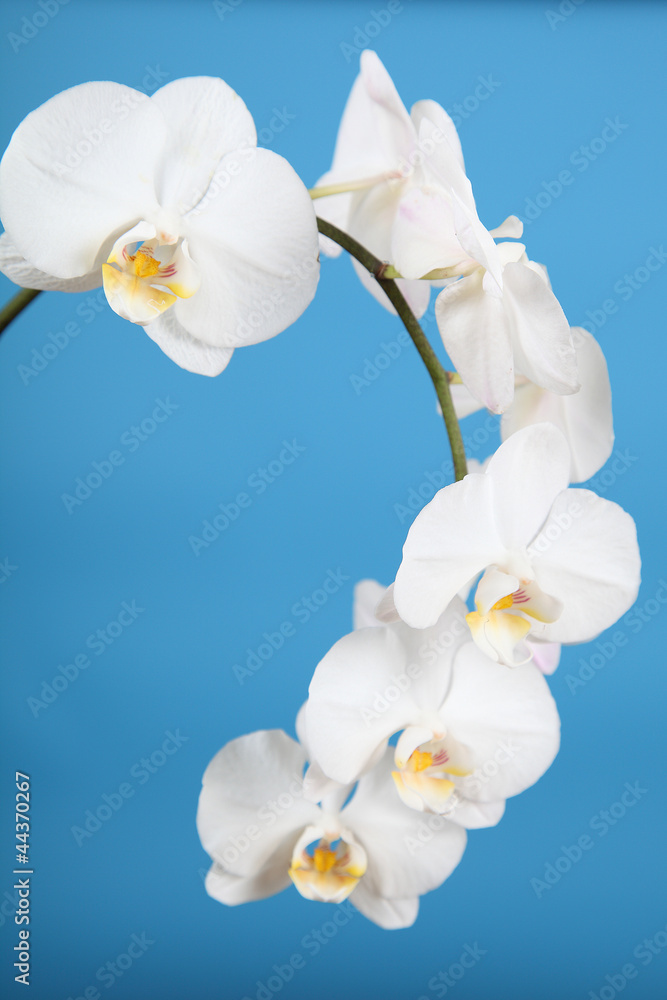 White orchid White orchid