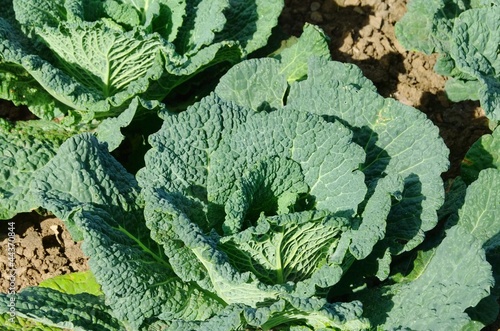 Wirsingkohl - Savoy cabbage 01