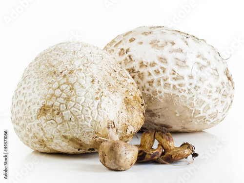 Foto Puffball