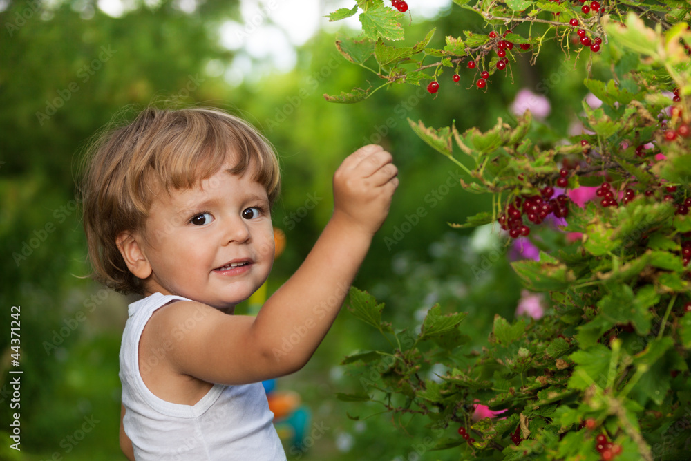 funny kid picking up red currants funny kid picking up red currants