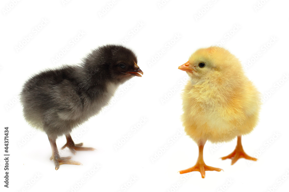 Communication and relationship - friends chickens