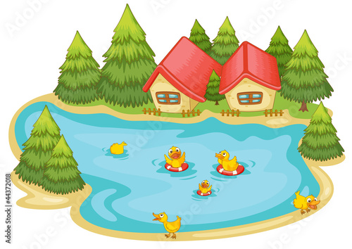 duckling in a pond