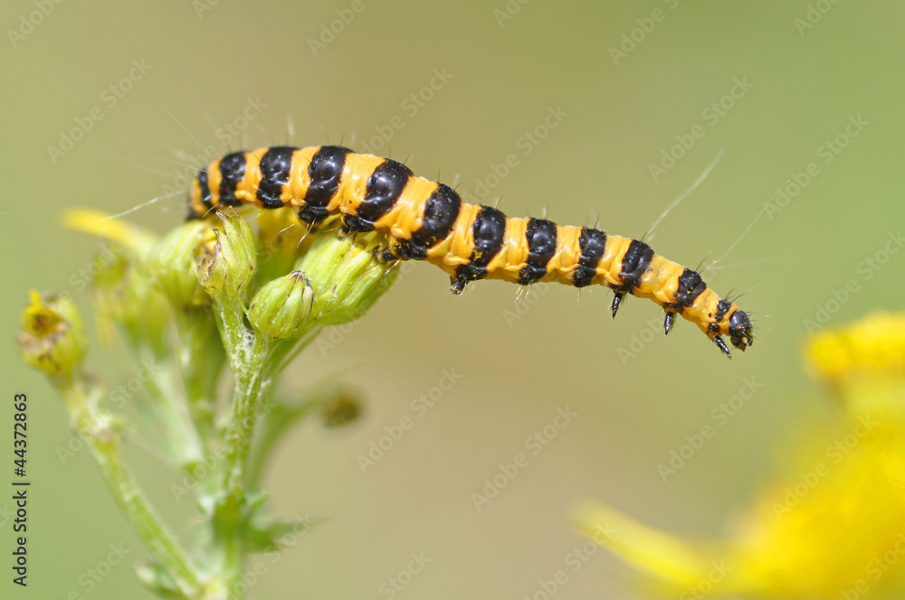 Cinnabar Moth Caterpillar