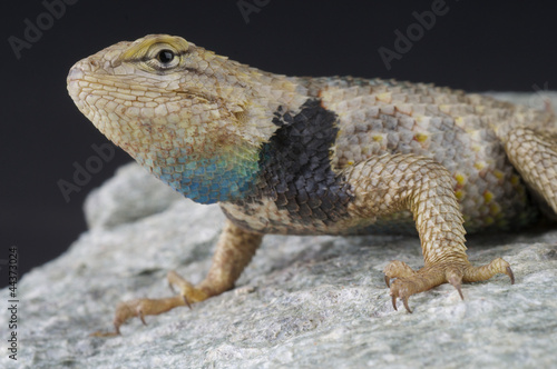 Desert spiny lizard / Sceloporus magister