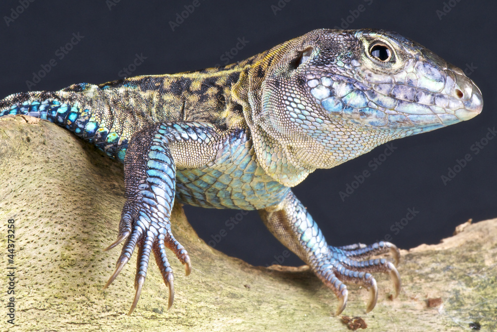 Obraz premium Teyu / Teius teyou