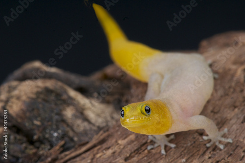 Yellow dwarf gecko / Sphaerodactylus nigropunctatus photo