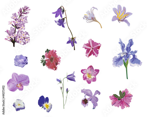 isolated lilac color flowers collection
