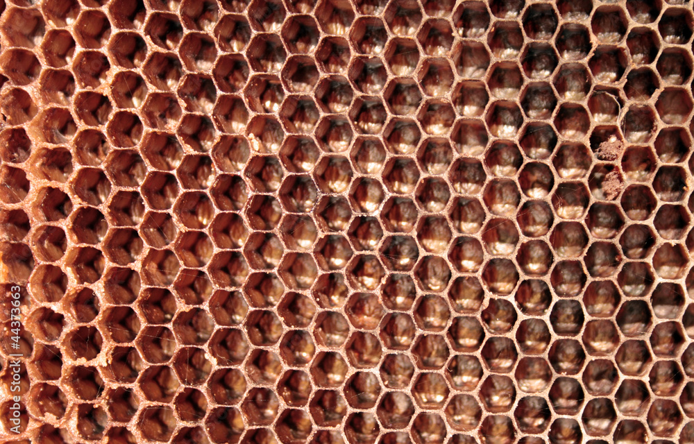 Honeycomb Honeycomb