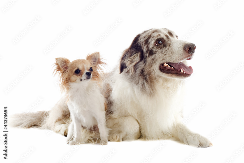 border collie et chihuahua border collie et chihuahua