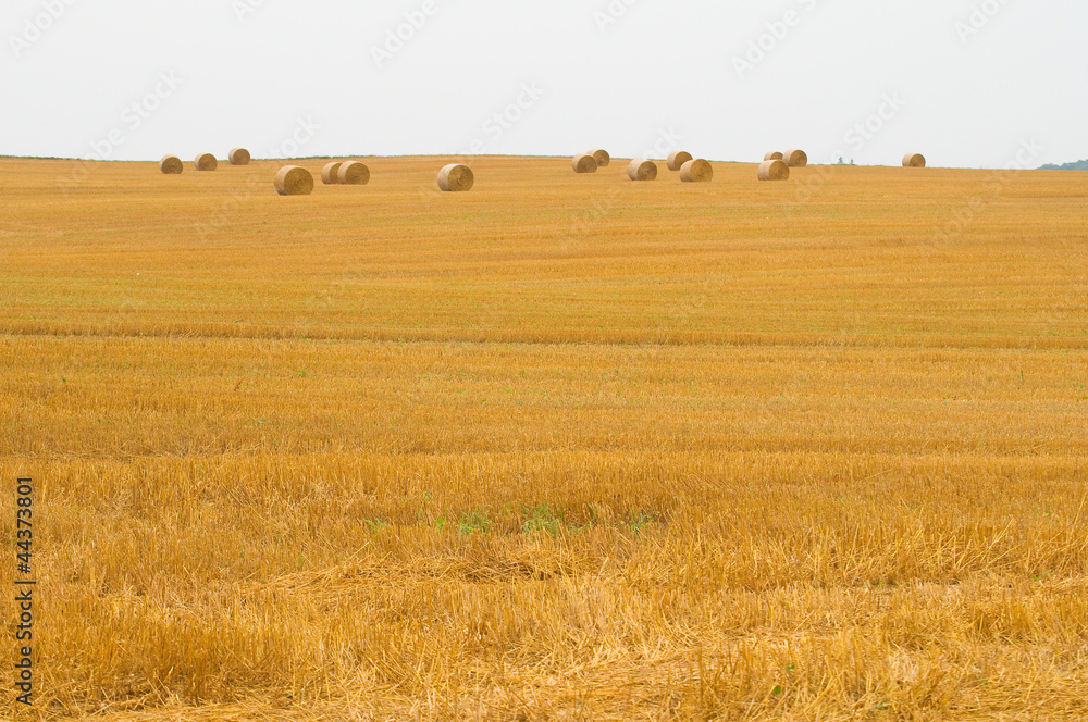 Field
