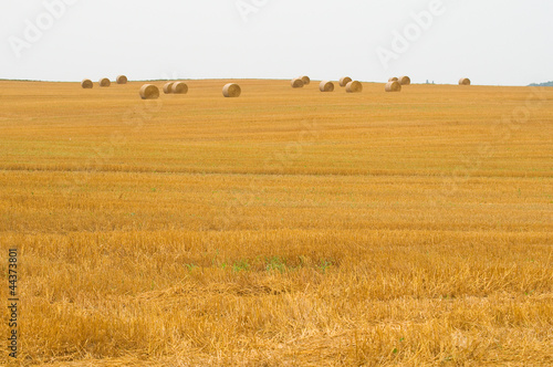 Obraz na płótnie Field w salonie