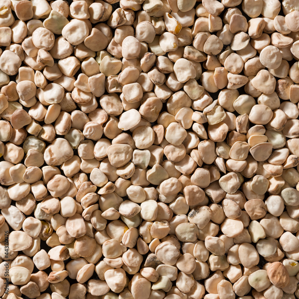 Legume Cicerchia Legume Cicerchia