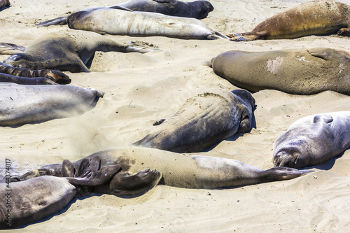 sea lions relax and sleep at the beach