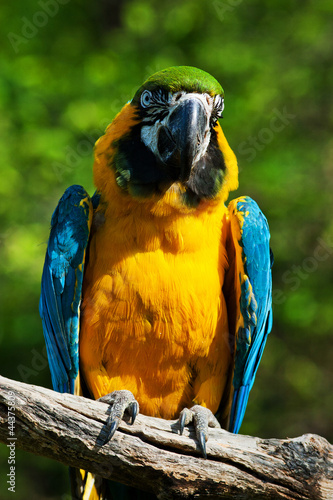 ara arakanga bird photo