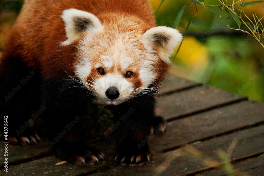 panda red panda red