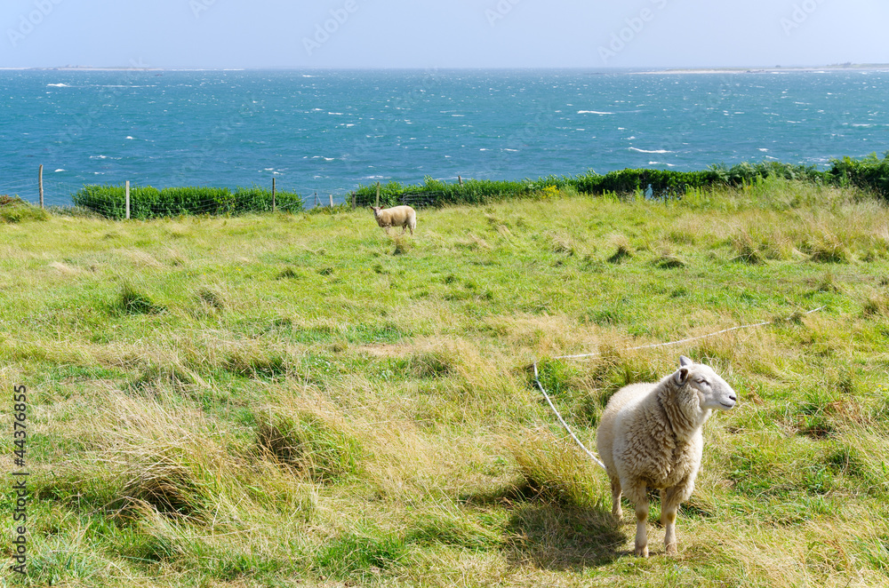 Naklejka premium Moutons de Molène