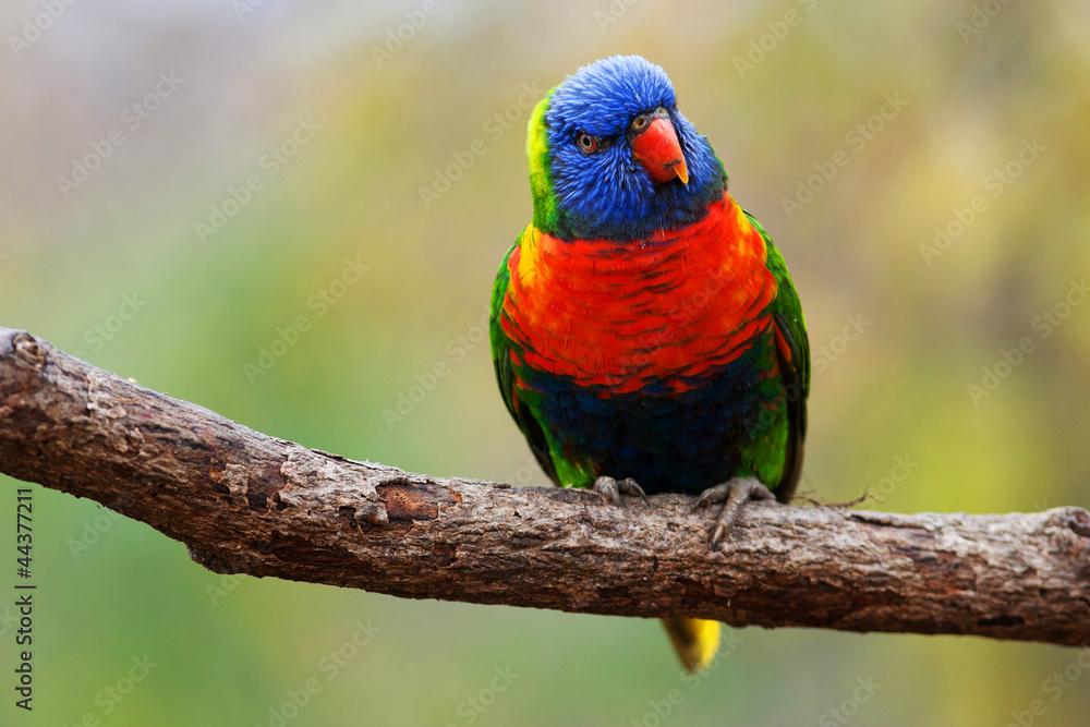 lori lorikeet