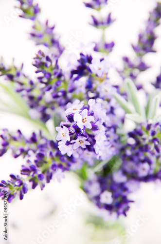 Fototapeta Naklejka Na Ścianę i Meble -  Lavendel