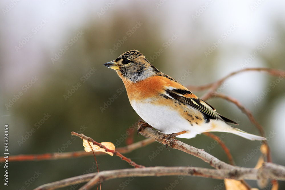 bird bird
