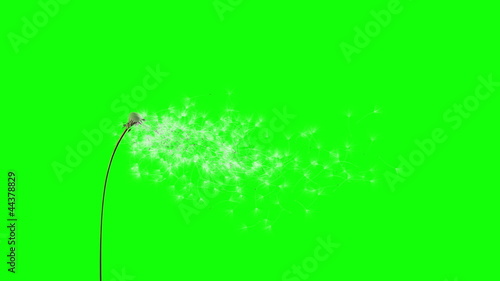 Dandelion on the wind (GreenScreen)