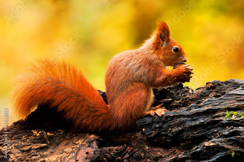 squirrel © jurra8