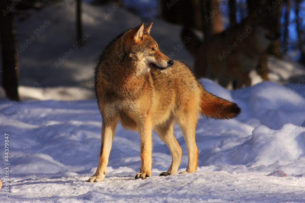 Fototapeta premium wolf