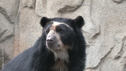 Andean Bear