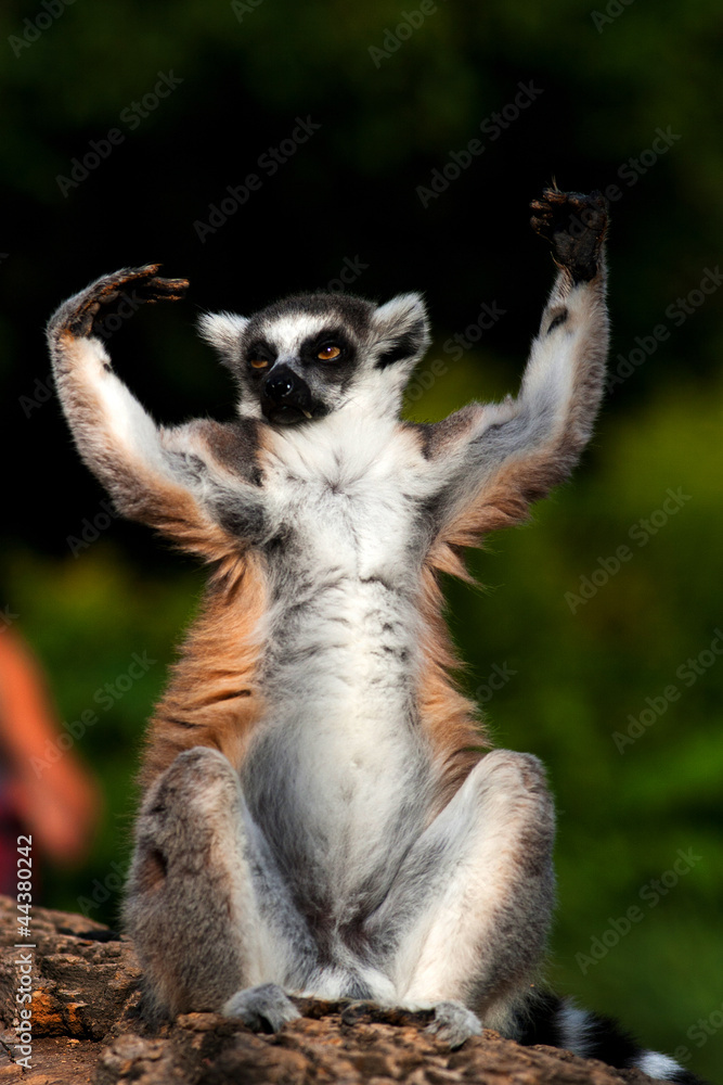 Fototapeta premium lemur