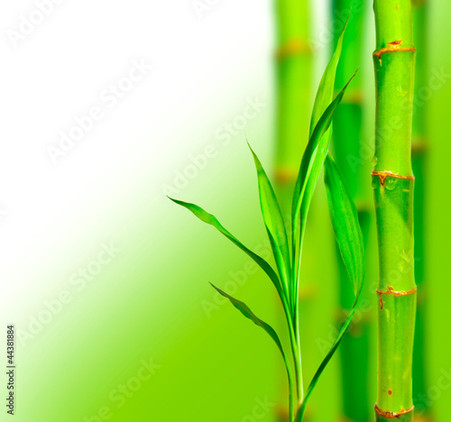 Fototapeta Naklejka Na Ścianę i Meble -  Beautiful bamboo background