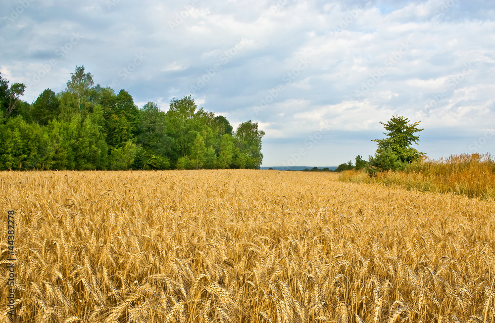 A field A field