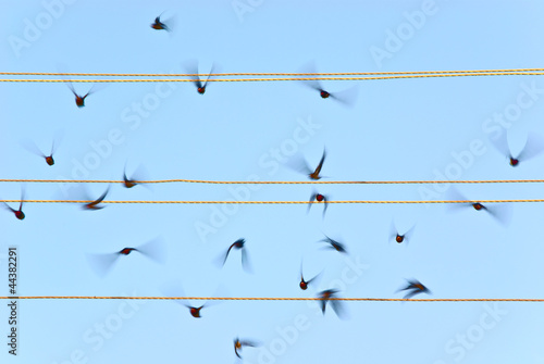 Take-off of swallows