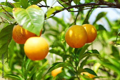 orange tree