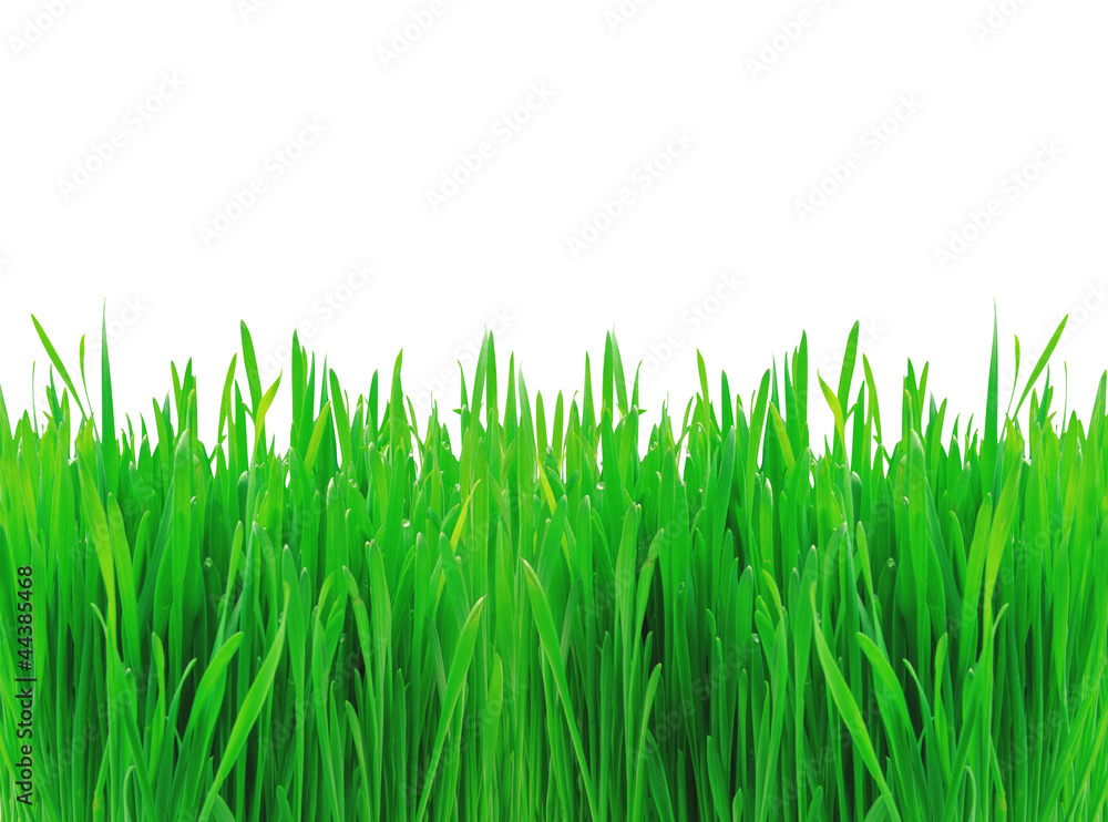 Green grass isolated on white Green grass isolated on white