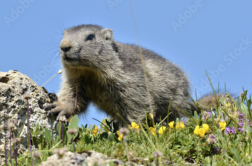 Young Alpine marmot