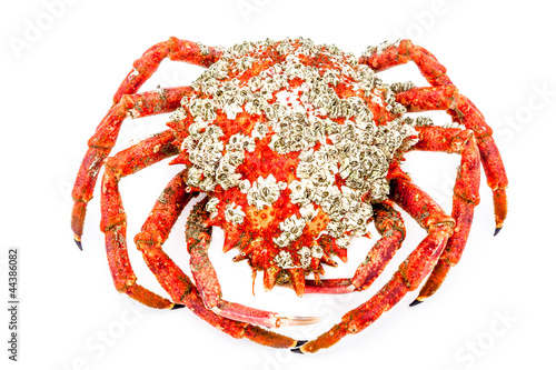 Spider Crab photo