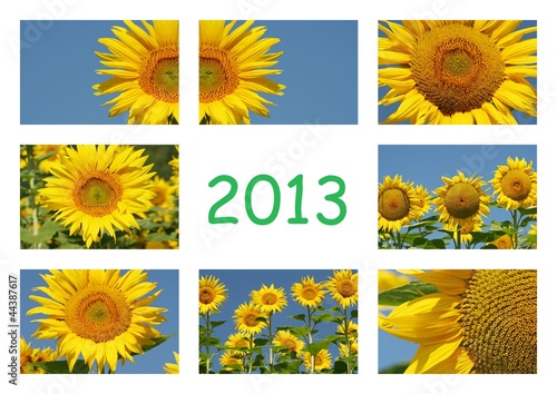 Fototapeta Naklejka Na Ścianę i Meble -  Montage de fleurs de tournesol