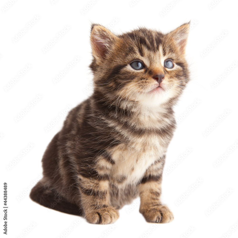 Cute kitten looking up on white background. Cute kitten looking up on white background.