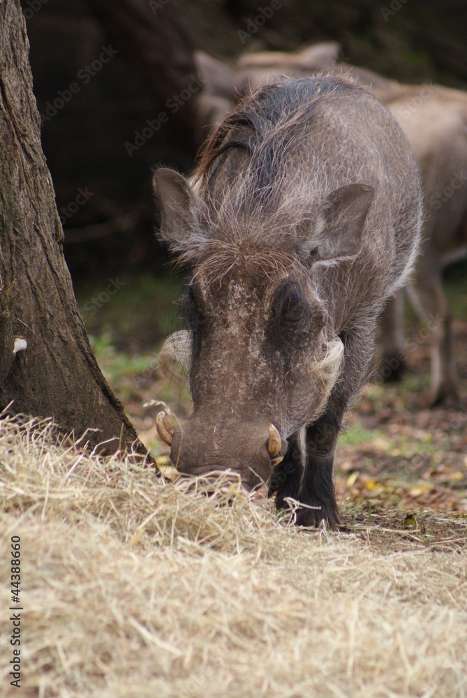Warthog - Phacochoerus africanus Warthog - Phacochoerus africanus