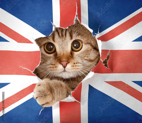 British cat looking up thro...