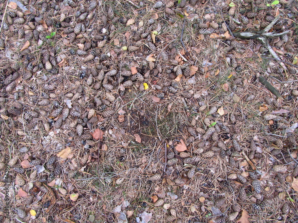 Waldboden Waldboden