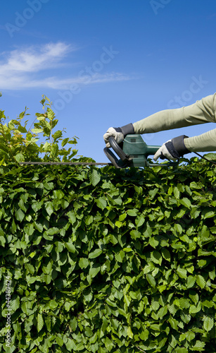 Hecke Schneiden