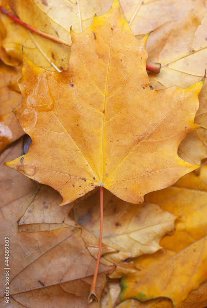 Autumn leaves Autumn leaves