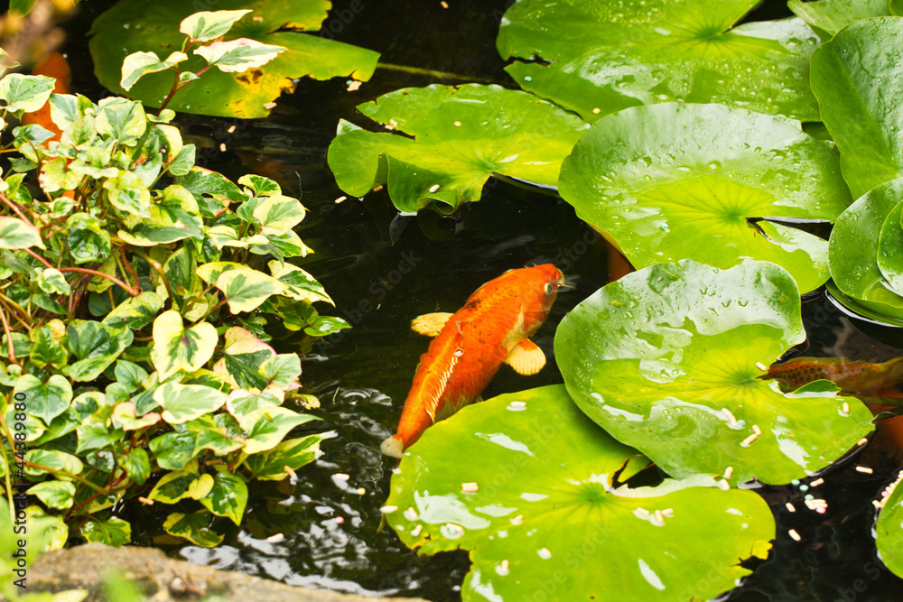 Fototapeta premium Fish Pond