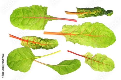 Mangold (Beta vulgaris subsp. vulgaris)