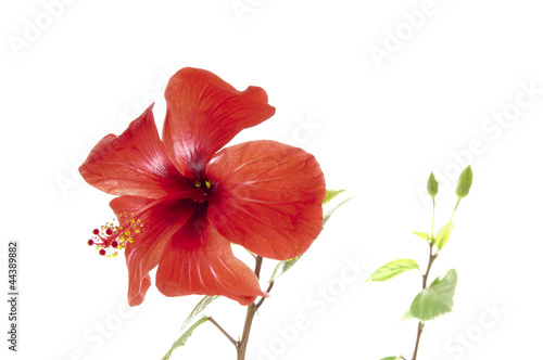 Flower of a hibiscus